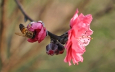 密蜂与桃花图片