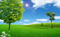 绿树蓝天白云绿地大树图片