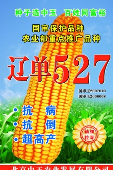 玉米农产品图片