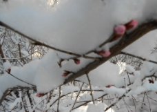 雪景 雪后树挂图片