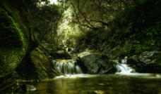 绿色森林中的峡谷溪流图片